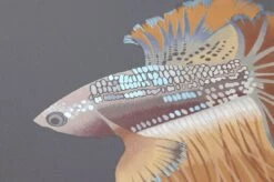 Tapete Servatius Dunkelgrau -Tapetengeschäft 462341 B Servatius 2880x1440